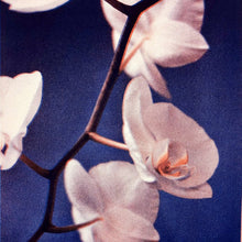 Ladda upp bild till gallerivisning, Introkurser i analogt och digitalt skapande med risotryck
